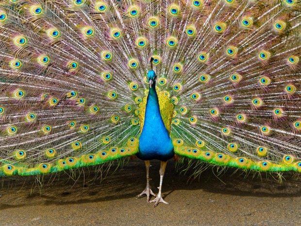 Fauna